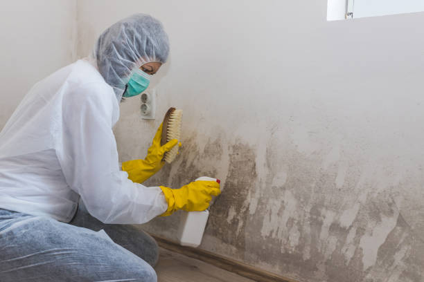 Best Post-Flood Mold Remediation in , NY